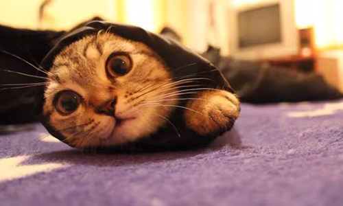 冬季限定新品種貓？獵奇萌「袖子貓」出沒中！ 貓、喵星人、袖貓、袖子貓、そでねこ