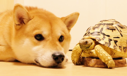 就說相處久了會越來越像！柴犬Senbee及烏龜好友Aosan慢活生活 せんべえ、Senbee、青さん、Aosan、akiresh