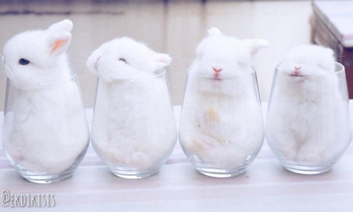 把我放進杯子會爬不出來啊！爆紅玻璃杯兔兔賣萌日記 荷蘭垂耳兔、小白兔、玻璃杯、撒嬌、Louie C. X.、睡覺、萌
