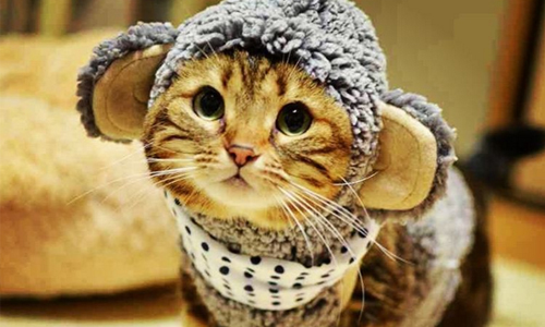 毛小孩猴年最in穿搭就是它！日本風靡猴子連帽斗篷 neconano、なのじ、instagram、日本、貓咪衣服、猴子連帽斗篷、猴子連帽衣、日本貓咪、猴年、猴年時尚、拜年必穿、新年、貓咪、喵星人、貓、毛小孩、寵物衣服、動物衣服