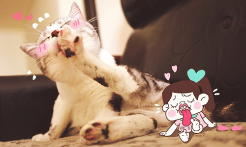 一隻叫「美國隊長」的貓咪...插畫家鏟屎官把牠玩壞了！ 貓、貓咪、喵星人、貓奴、惡搞、插畫、美短