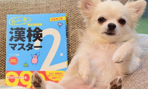 「老師在講你有沒有在聽啦！」一點都不膽小的霸氣吉娃娃Komugiko 415sh、こむぎこ、Komugiko、日本、吉娃娃