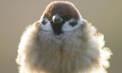 我是羽毛蓬鬆不是胖！療癒系麻雀生活全紀錄 onakan_s、Onakan.s、麻雀、鳥、instagram、日本、攝影、紀錄、鳥類、虛胖、禦寒、鳥奴