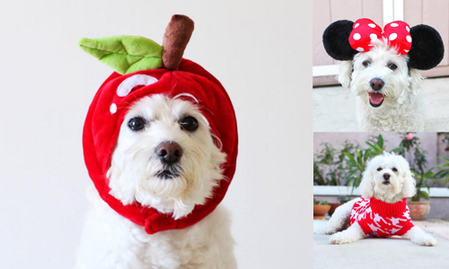 農曆年都還沒到就已經等不及穿新衣啦！單品全都喜氣洋洋的超萌馬爾濟斯 Miko、instagram、miko_the_pretty、馬爾濟斯、狗