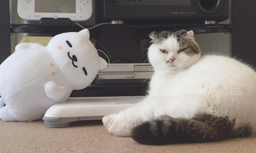 原來家裡早就養了一隻滿足貓！胖嘟嘟喵星人的懶洋洋生活 8n21、instagram、SNS、日本、こたろう、寵物、貓、動物、滿足貓