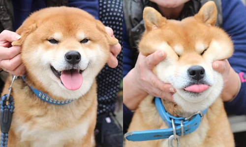 被主人玩弄也笑呵呵！瞇瞇眼胖柴的賣萌日記 狗、狗狗、柴犬、柴柴、可愛