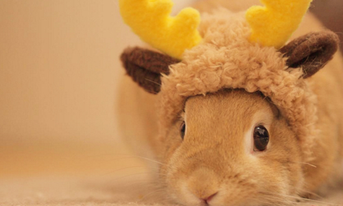 聖誕老人你遺忘了你的馴鹿在這呀！行為超級無厘頭的軟萌兔兔雙人組 かんぺいちゃん、クッキーちゃん、usausausa1201、instagram、日本