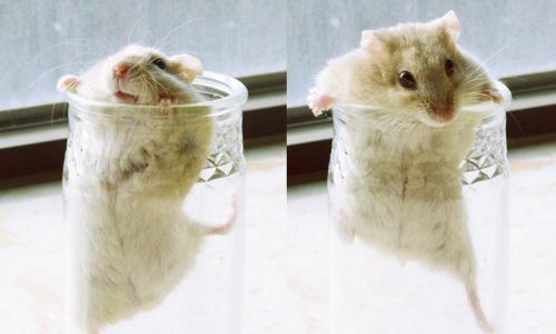 因為貪玩所以困在瓶子內？傻呼呼小倉鼠Uroncha與玻璃瓶的愛恨情仇 倉鼠、uroncha1031、ウーロン茶、instagram、日本