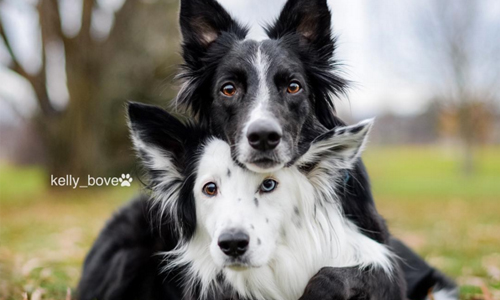 就是要相親相愛抱在一起！宛如雙人偶像組合的邊境牧羊犬Envy&Zain kelly_bove、邊境牧羊犬、Envy&Zain、instagram、美國