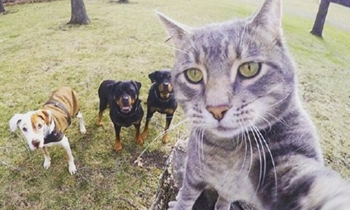 人類你們弱爆了！好好看看，朕這個才叫自拍！ 貓、貓咪、自拍、動物、萌   