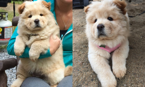 怎麼好像抱著熊娃娃？12張圖見證鬆獅犬根本就是軟萌熊玩偶 littlecinnabear、鬆獅犬、寵物、狗、instagram、動物