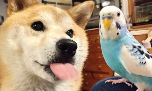 鳥鳥是你的朋友不是食物！傻呼呼柴犬yui與鸚鵡bichan生活日記 shi_ba.y、Instagram、柴犬、鸚鵡、烏龜