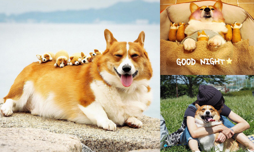 把迷你羊毛氈當成baby養？母愛大爆發的超萌柯基 instagram、柯基、ericobear、狗、萌