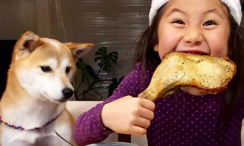 「剛剛說好那隻雞腿是我的...」柴犬リリコ和小主人的打鬧日常 ke_rock_、instagram、柴犬、リリコ、日本、SNS、寵物、狗、動物、跨物種、跨種族、友情、親情