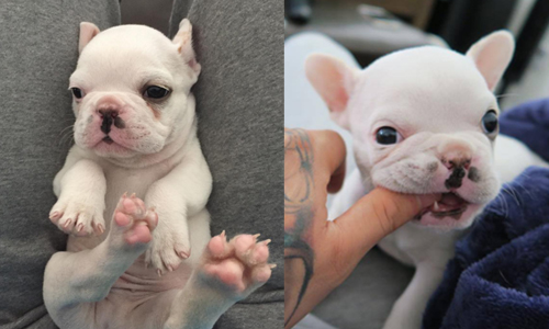 是你要叫醒我還是我要叫醒你～溫暖人心的法鬥寶寶morning call stinkylinkythefrenchie、Instagram、SNS、法鬥、法國鬥牛犬