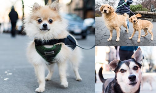 紐約客都曬哪種狗狗？外國攝影師的街拍一瞬間 Elias Weiss Friedman、The Dogist、New York、狗、街頭、攝影