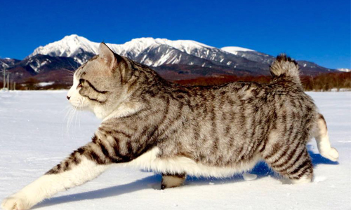 貓奴們不要再誤會了 破除喵星人啤酒肚真相！ 喵星人、啤酒肚、 Primordial Pouch、貓、貓咪