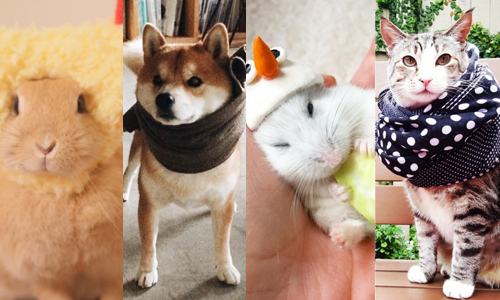 丸太郎的dress code是紳士帽！？新的一年明星萌寵衣著特蒐 轉運、明星犬、看我72change、時尚、dress code