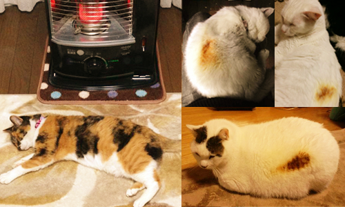 因為靠暖氣太近操灰搭啦！喵星人為取暖烤焦事件簿 日本、暖氣、暖爐、取暖、烤焦貓咪、貓咪烤焦、貓、貓咪、喵星人