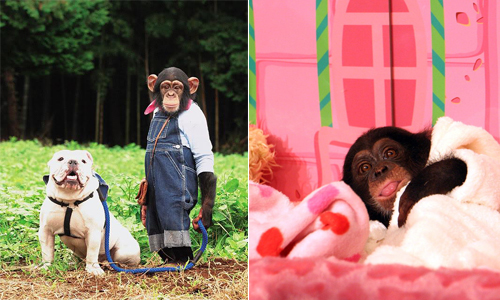 記得《狗狗猩猩大冒險》嗎？ 伴我們長大的小龐變超級奶爸啦！ 狗狗猩猩大冒險、小龐、布丁、宮澤先生、詹姆士