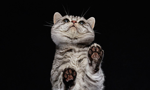 這就是傳說中「肉球の誘惑」？由下往上看貓咪原來長這樣！ 可愛、貓咪、肉球、誘惑、under-cats