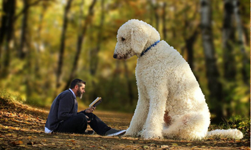 如果狗狗照了「放大燈」？超強大PS讓你看見真實版冒險故事 Juji、christophercline、instagram、狗