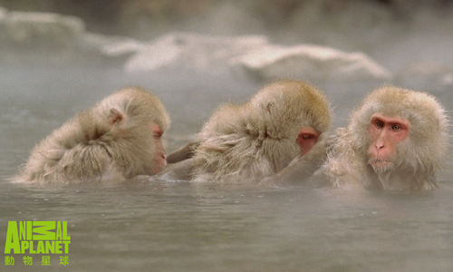 [新聞稿] 動物抗寒妙招！日本獼猴享受60度溫泉直呼「猴溫暖」！ 動物星球頻道《猴力全開特輯》帶領全球猿猴跟大家拜年！ 動物星球頻道、日本獼猴、溫泉、靈長類、北非