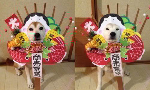 柴柴主人又出怪招！柴犬界變裝翹楚蠢萌無極限 柴犬、胖、日本犬、胖柴、可愛