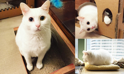 賣萌界的第一把交椅就是牠！網路紅貓「白吉」8個療癒時刻 白吉、iambaijiji、ilovebaijiji、貓、萌