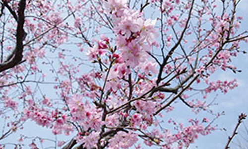 文青就是腳勤：好想去野餐賞櫻《2016新北市櫻花季》 文青就是腳勤、展覽、藝術、假日、玩樂