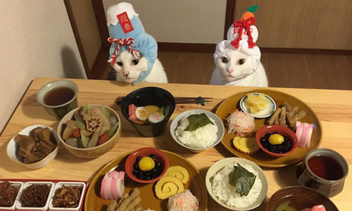 美食在前卻不能嚐一口！喵星人無奈萌樣超爆笑 貓、貓咪、喵星人、貓奴、無奈