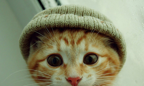 畫出喵星人的討厭與討喜！5本超療癒的貓咪圖文書 貓奴、書、書單、貓咪、喵星人、圖文書、漫畫、讀讀書