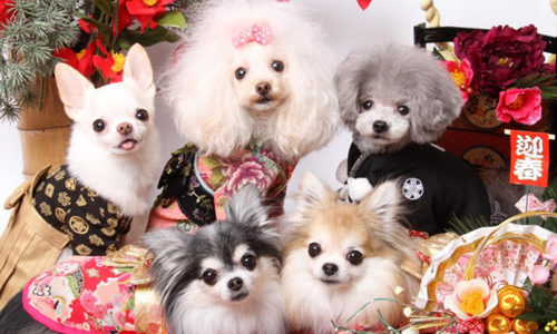 這完全是「狗生勝利組」！coco一家子的超奢華貴族系生活 cocotiabambi、instagram、日本、貴族、奢華