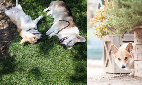 好想跟你一起在草地打滾！森林系柯基的超萌一瞬間 柯基、instagram、aquacorg、Aqua