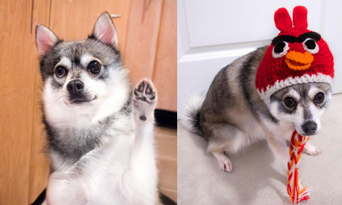 你到底是老鼠還是哈士奇！表情超有戲的萌犬Kobi Kobikleekai、instagram、迷你哈士奇、Kobi、alaskan klee kai