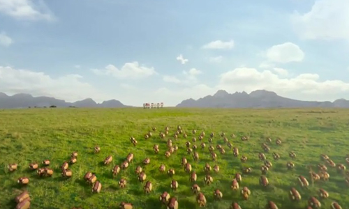 小短腿衝衝衝萌翻天！「臘腸熱狗堡」瘋狂衝刺竟然是為了…. 小短腿、萌、度、臘腸、熱狗、瘋狂、衝刺、番茄醬、廣告、Heinz