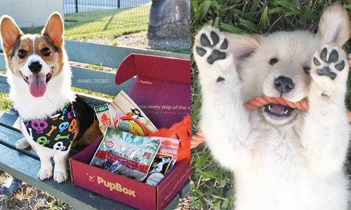 每個月都有不同驚喜！客製化禮盒給毛小孩無限寵愛 寵物、狗、毛小孩、禮物、新手主人