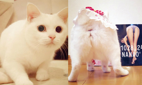 沒看過貓咪穿圍裙嗎！？號稱貓界美模菜菜緒的嬌萌白貓Coto 貓咪、白貓、Coto、動物、寫真集