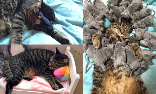 朕只是想好好睡個覺......貓老爺被鼠群包圍全紀錄 oken_ne、mimo、貓咪、睡覺、寵物