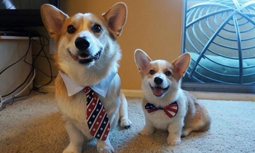 想盡辦法從馬桶裡喝水！「如何當一條狗」不正經漫畫指南 插畫、狗、幽默、Last Lemon   