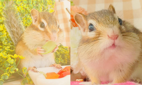 腮幫子就是要塞滿滿！週邊商品也超夢幻的軟萌松鼠Puu Chan shimashima03、しま しまこ、shimashima*market、松鼠、日本