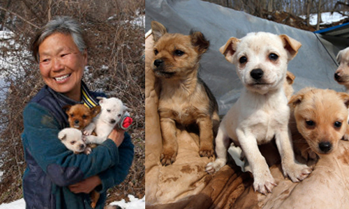 為毛孩變成乞丐也無所謂！南韓婦人不顧一切只為拯救落難狗狗 流浪狗、南韓、狗肉、收容所、Jung Myoung Sook