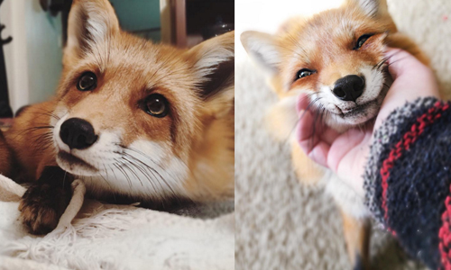 牠主人根本是現代小王子！超萌寵物狐狸Juniper笑容融化你 instagram、juniperfoxx、Juniper、狐狸、小王子