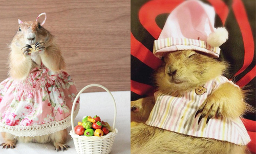 你是從繪本走出來的吧！小紅帽土撥鼠穿搭日記 土撥鼠、didi、 prairiedogdidi、小紅帽、田園繪本