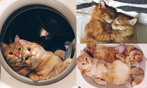 洗衣機就是我們的太空艙！療癒心靈橘貓兄弟組逗趣生活 anyagrapes、Anya Yukhtina、俄羅斯、橘貓、Instagram、莫斯科、貓咪、貓、兄弟、親情、友情、寵物、動物、SNS