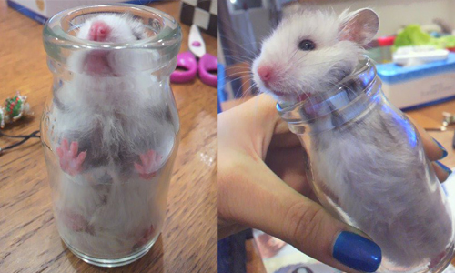 剛剛的晃動停了嗎？躲瓶中小倉鼠的地震初體驗 mnt0217、倉鼠、日本、地震、寵物、動物、哈姆太郎