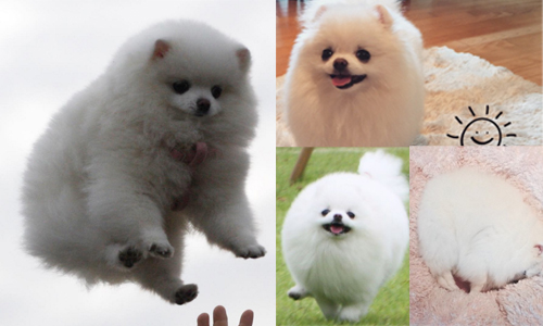 最喜歡拋高高啦～冬季最溫暖的小雪球Bori 博美、白博美、toririm、bori、韓國