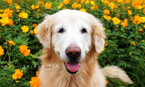 因為愛而誕生的夢想住宿地！3家北部「毛孩子民宿」暖心優質特選 愛玩妞、毛孩子、寵物、民宿、友善