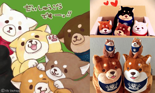 就像圓滾麻糬一樣軟Q！讓人好想抱抱牠的忠犬mochi柴犬 mochishiba、忠犬もちしば、柴犬、日本、SK JAPAN