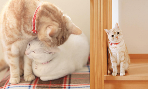 喵星球上的少女要爆走啦！貓咪界帥氣好哥哥めろん instagram、marikobiz、めろん、みかん